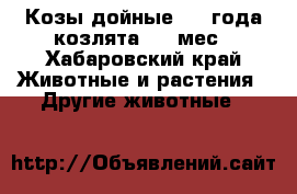 Козы дойные 2,3 года,козлята 2,5 мес - Хабаровский край Животные и растения » Другие животные   